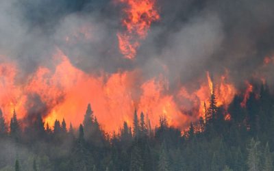 Were the Fires Last Summer Deliberately Set?