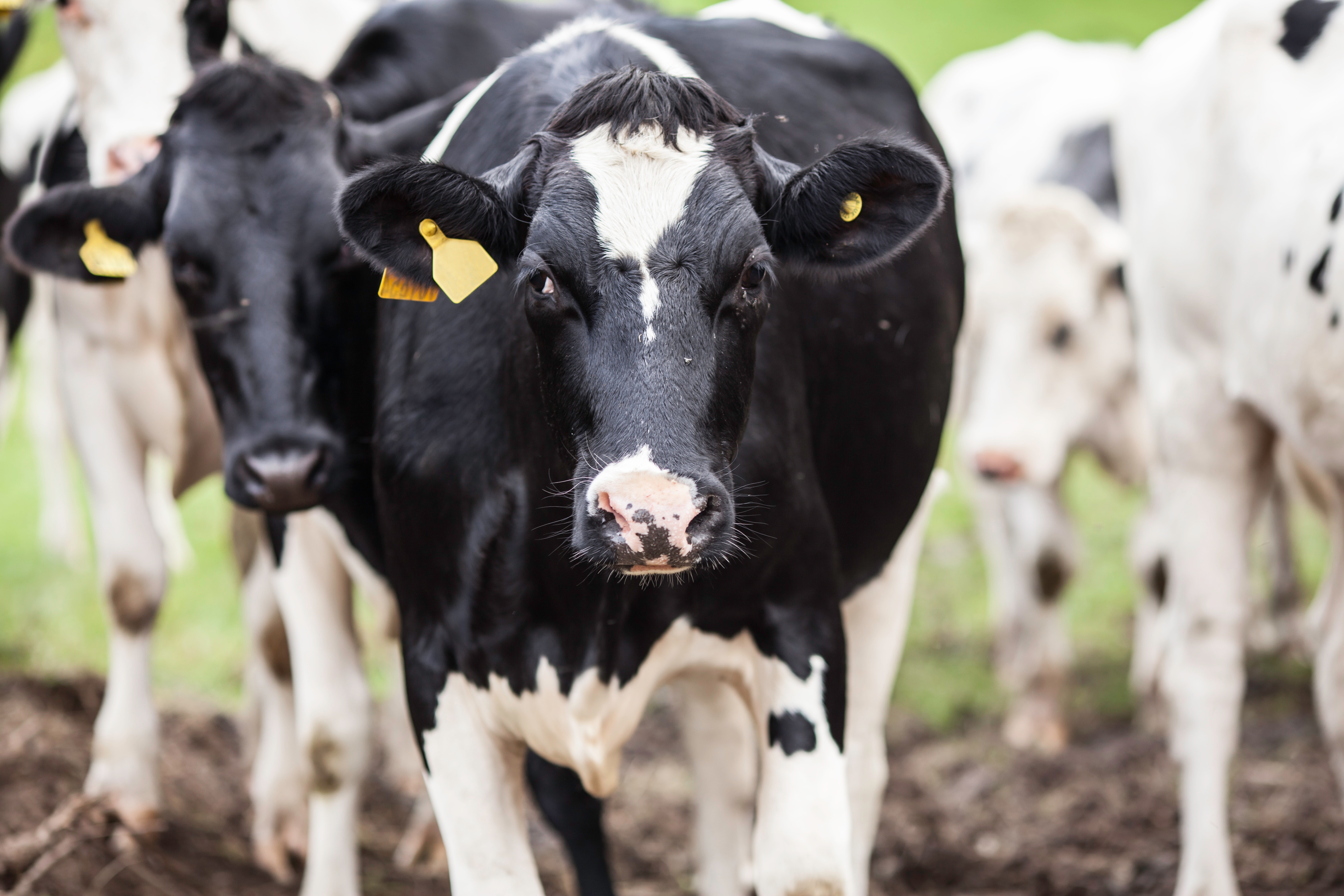 Canada Needs Freer Dairy Trade